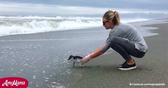 Little penguin is ready to go home but first turns to say an emotional goodbye to savior