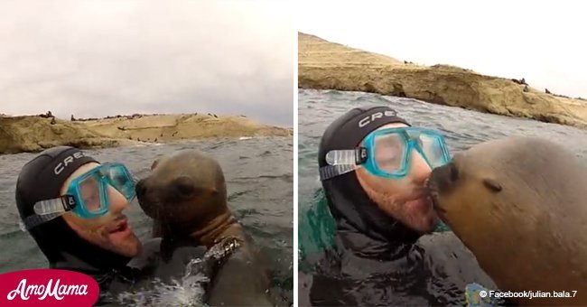 Diver encounters playful seal that loves to cuddle and kiss