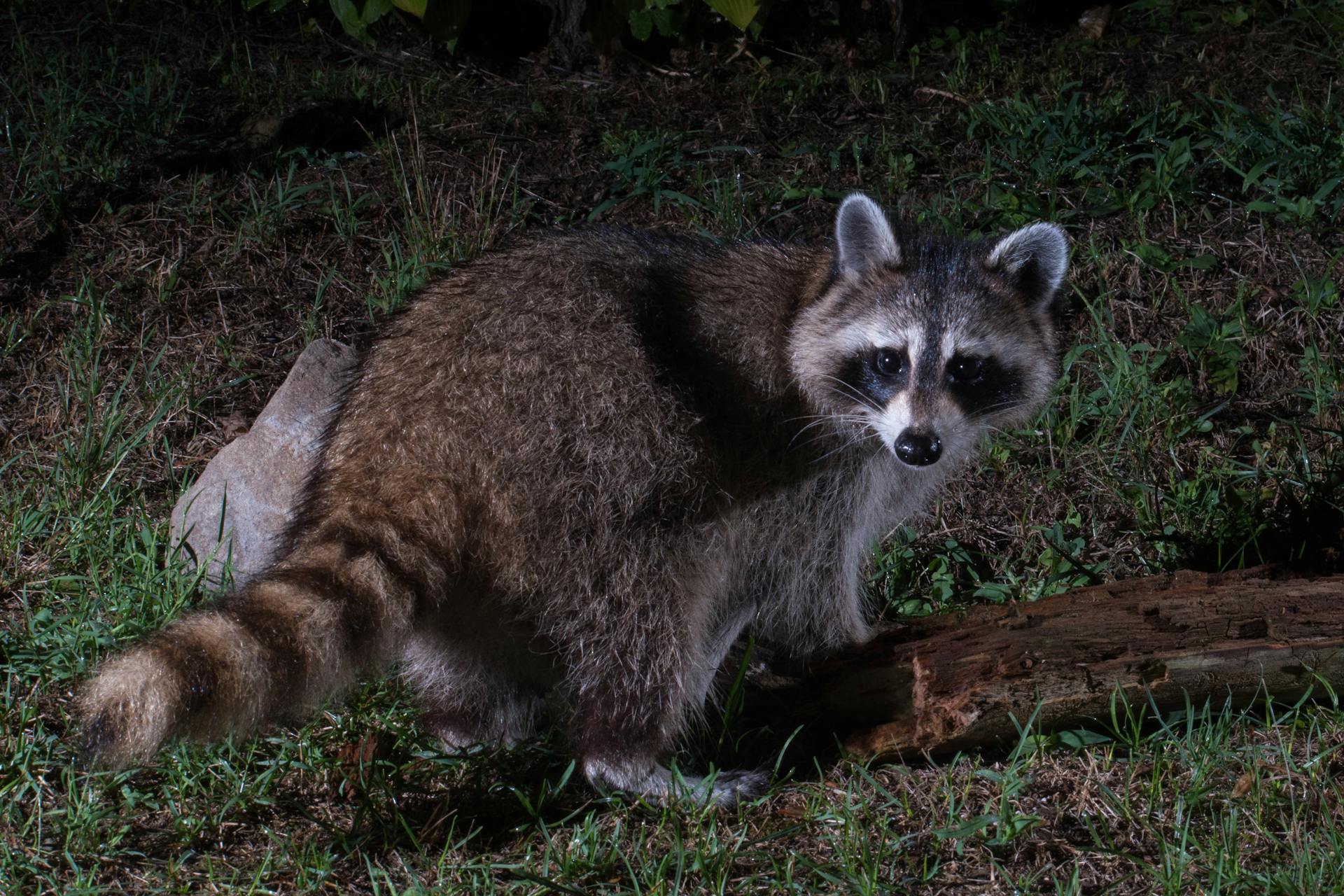 A raccoon in a garden at night | Source: Pexels