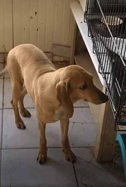 Smart ist jetzt ein glücklicher Hund | Quelle: youtube.com/TakisShalter