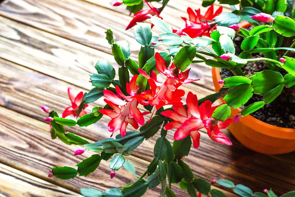 An upclose photo of Christmas Cactus flower in a pot. | Photo: Shutterstock.