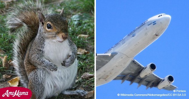 Whole plane had to be evacuated because woman had an emotional support squirrel