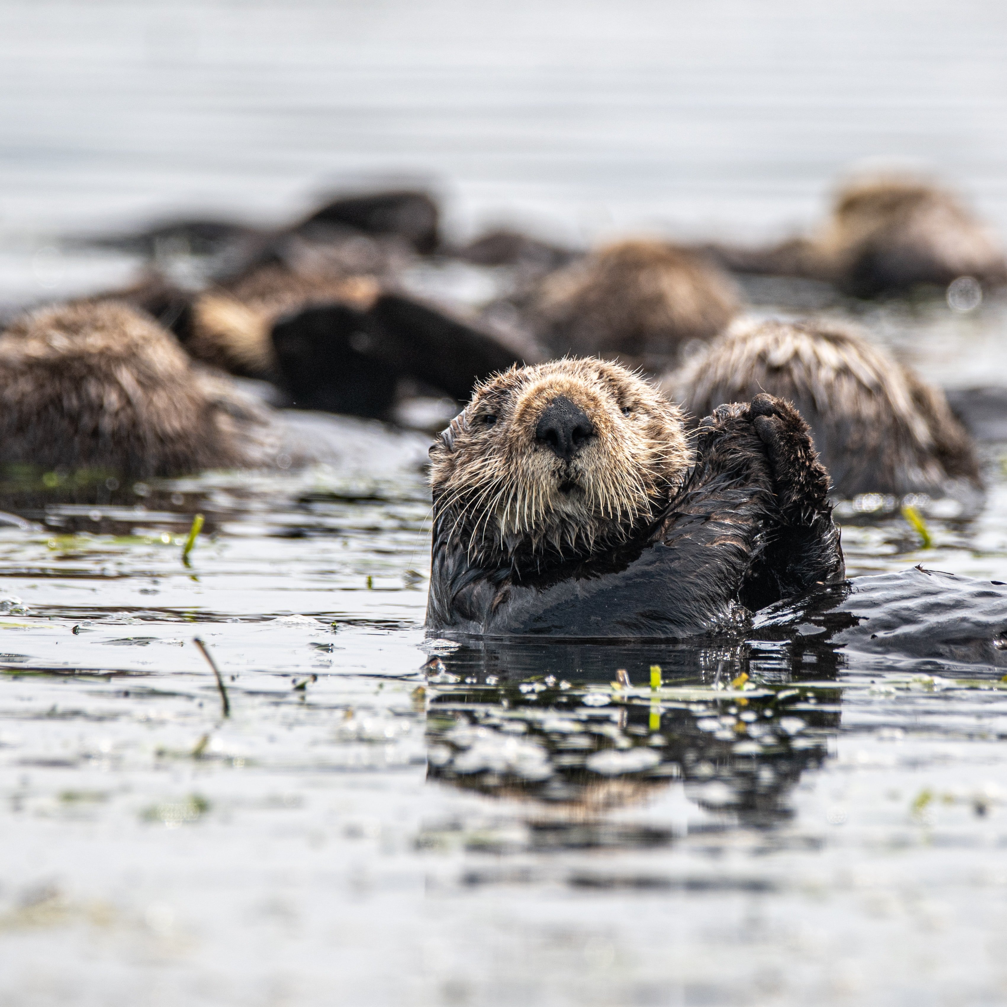 Otter | Unsplash 