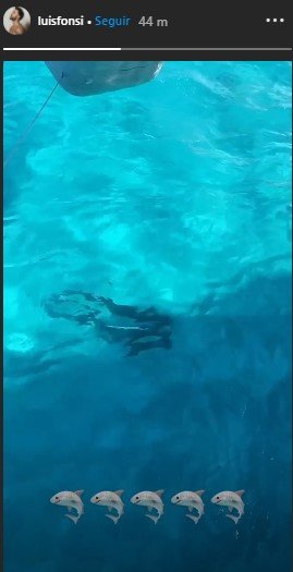 Tiburones en el mar. | Foto: Captura de Instagram//luisfonsi