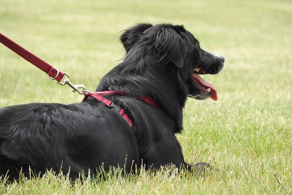 Un chien guide | Photo : Pixabay
