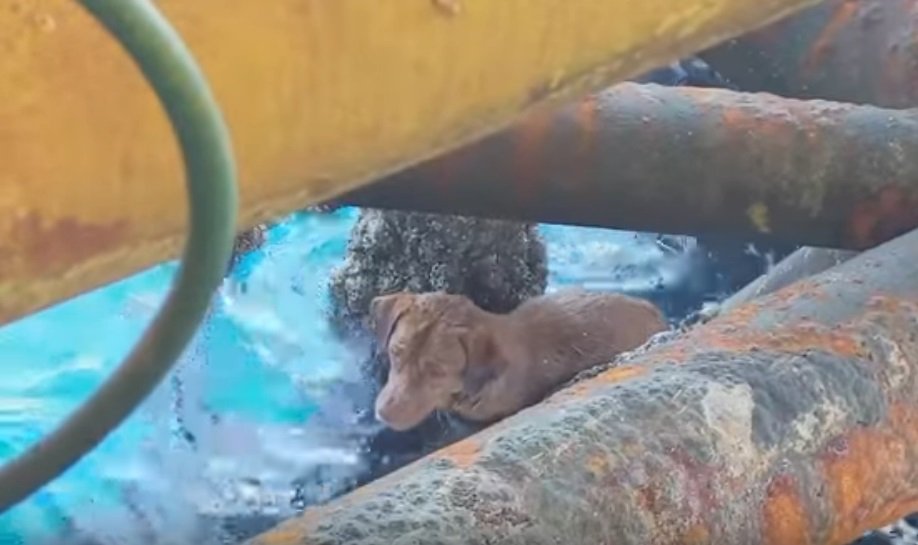 El perro sobre las barras oxidadas de la plataforma petrolera. | Imagen: YouTube/Viral Press