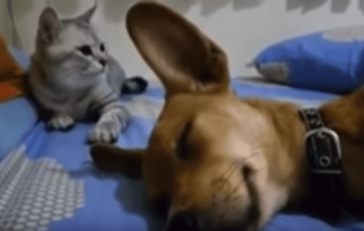 Fuente: YouTube/The Paw Fuente: YouTube/The Paw