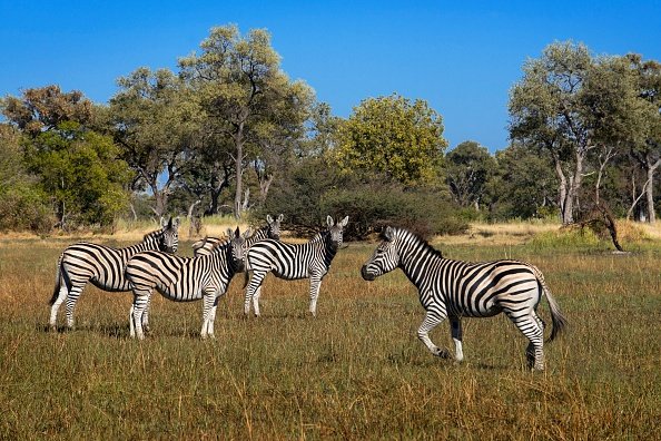 Un groupe de zèbres dans son enclos dans la zone des savanes africaines. | Photo : Getty Images