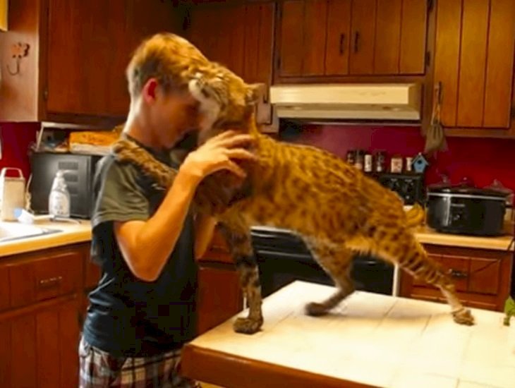 Fuente: Youtube/Benji The Bobcat Fuente: Youtube/Benji The Bobcat