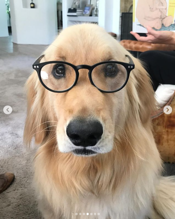 Jennifer Garner's dog, Birdie wearing glasses, posted on November 27, 2024 | Source: Instagram.com/jennifer.garner