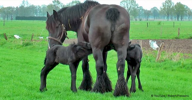 Gorgeous horse gives birth to rare twins, and their gentle relations with mom goes viral