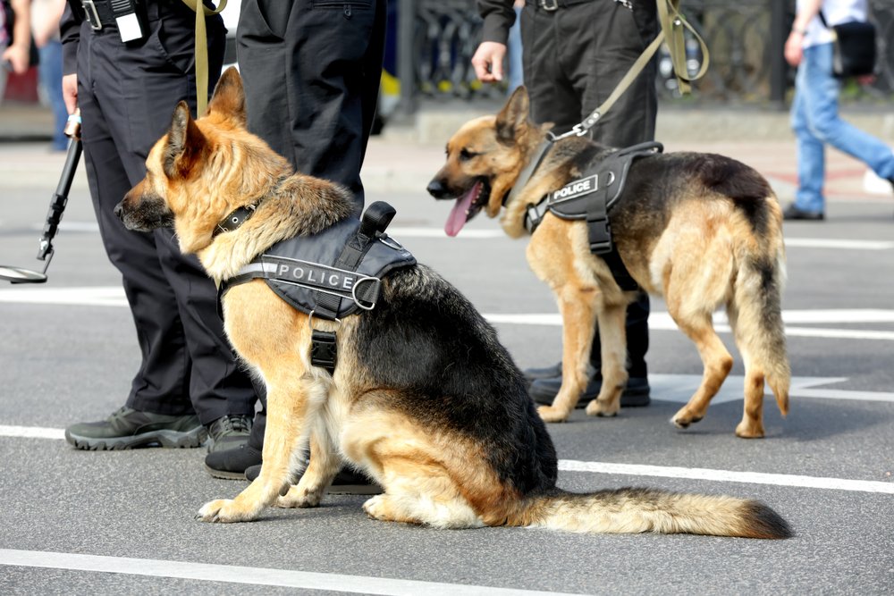 Intelligente Polizeihunde im Freien | Quelle: Shutterstock