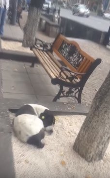 Quelle: YouTube/Viral Hog