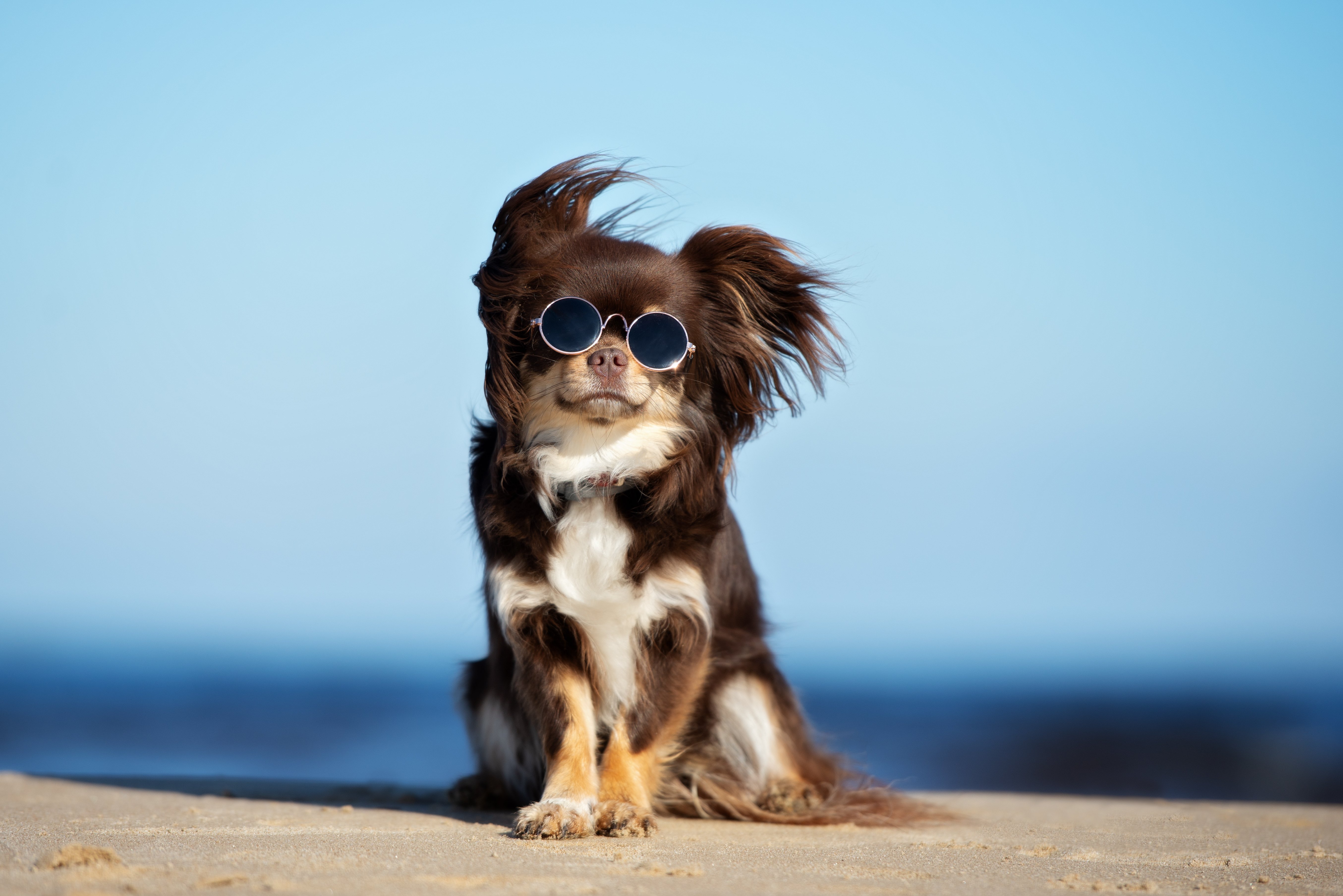 Funny Chihuahua dog posing on a beach in sunglasses | Photo: Shutterstock