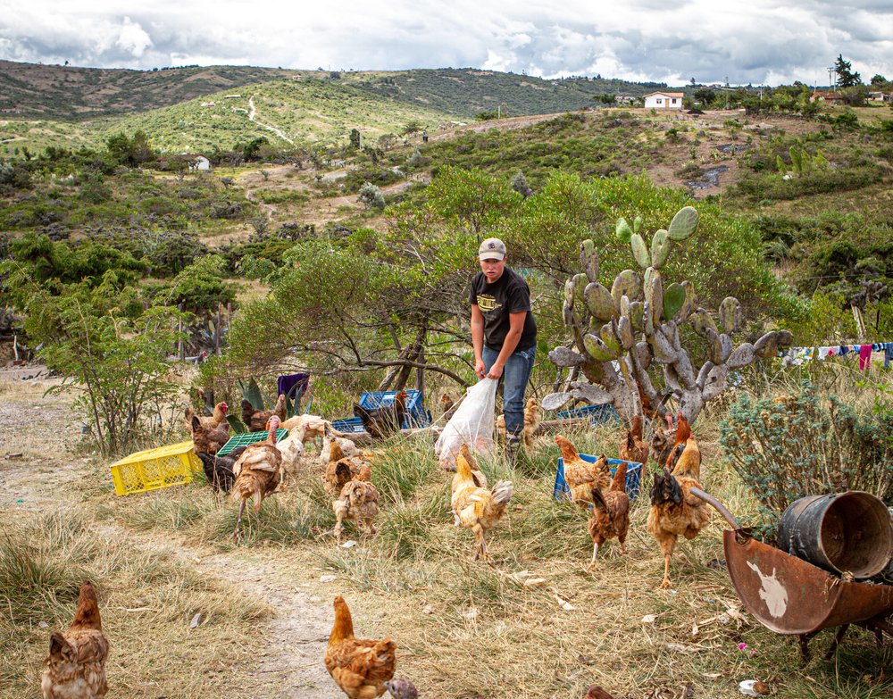 The farmer's chickens kept getting killed. | Photo: Shutterstock