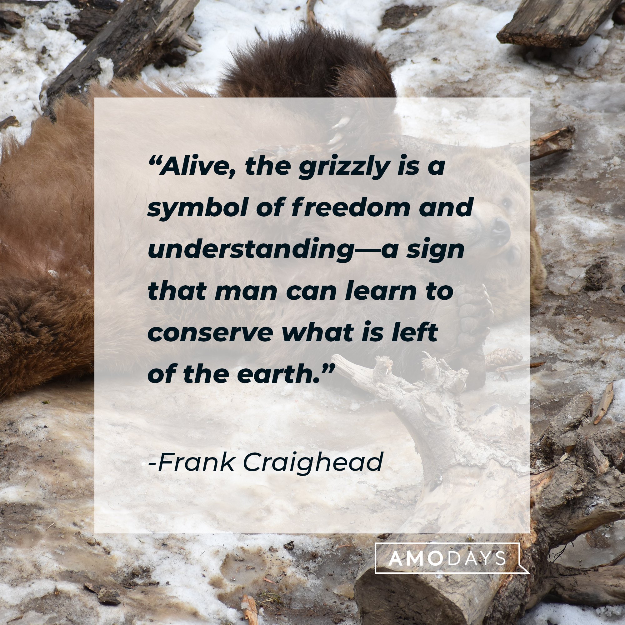 Frank Craighead’s quote: "Alive, the grizzly is a symbol of freedom and understanding—a sign that man can learn to conserve what is left of the earth." | Image: AmoDays