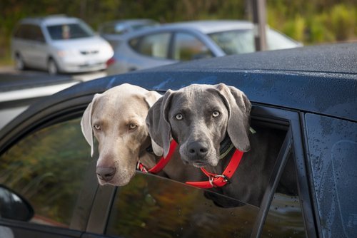 Deux chiens weimaraner dans une voiture | source :Shutterstock