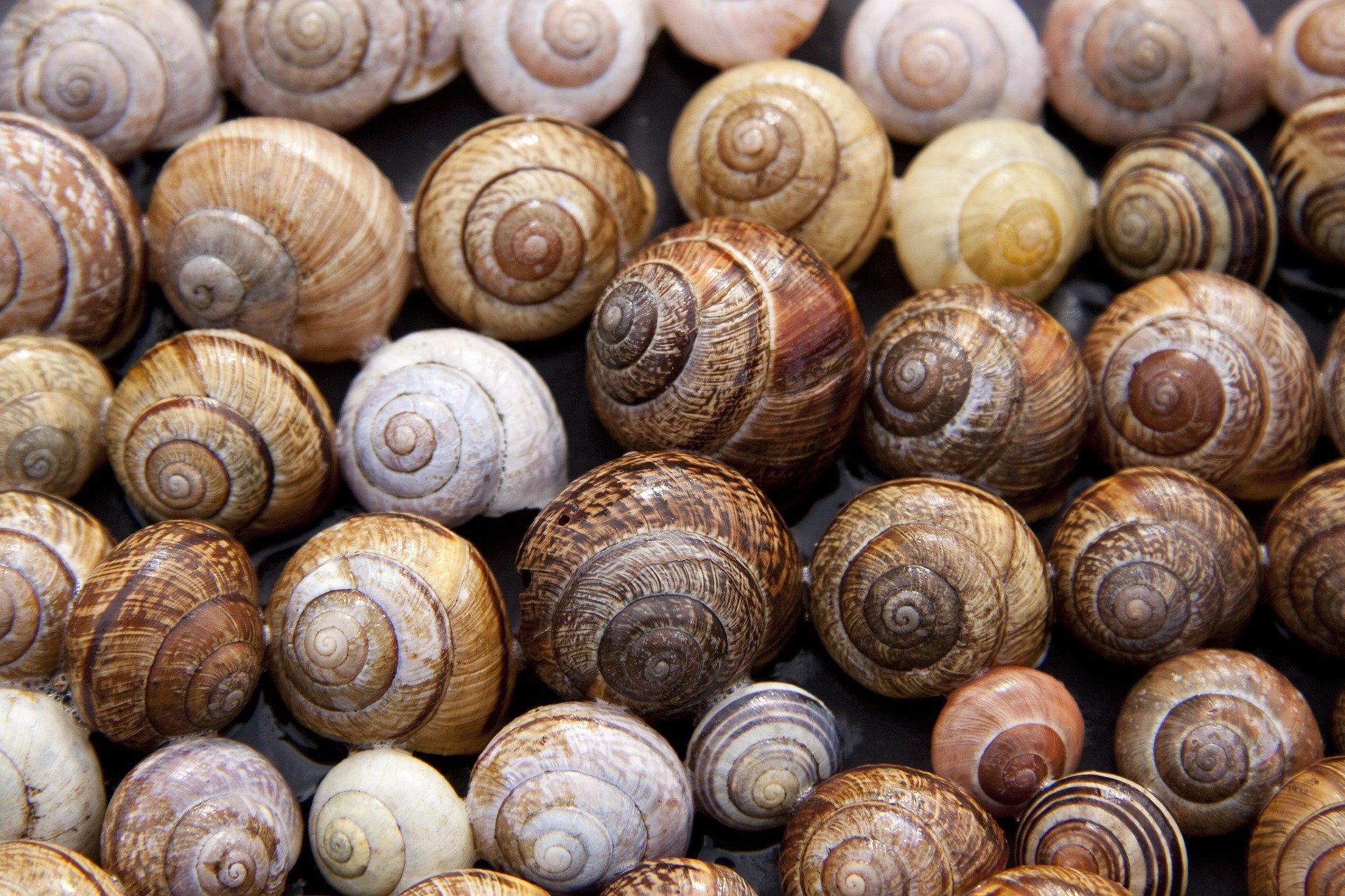 Different shell-sized snails placed together | Photo: Pixabay