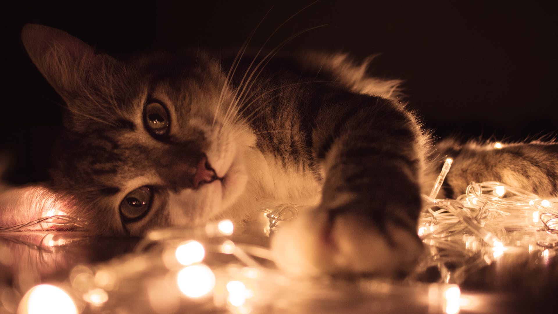 Cat playing with string lights | Source: Pexels