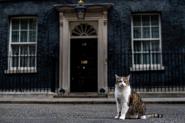A cat pictured standing on Downing street, London, England | Photo: Getty Images