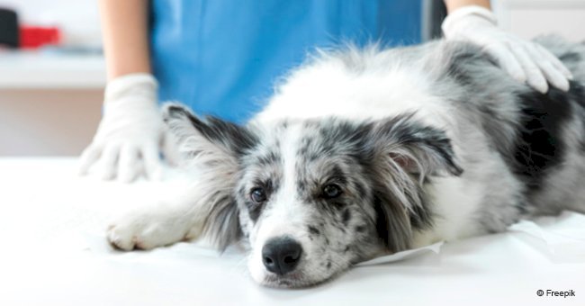 Vets reveal what pets do right before death - and it's absolutely devastating