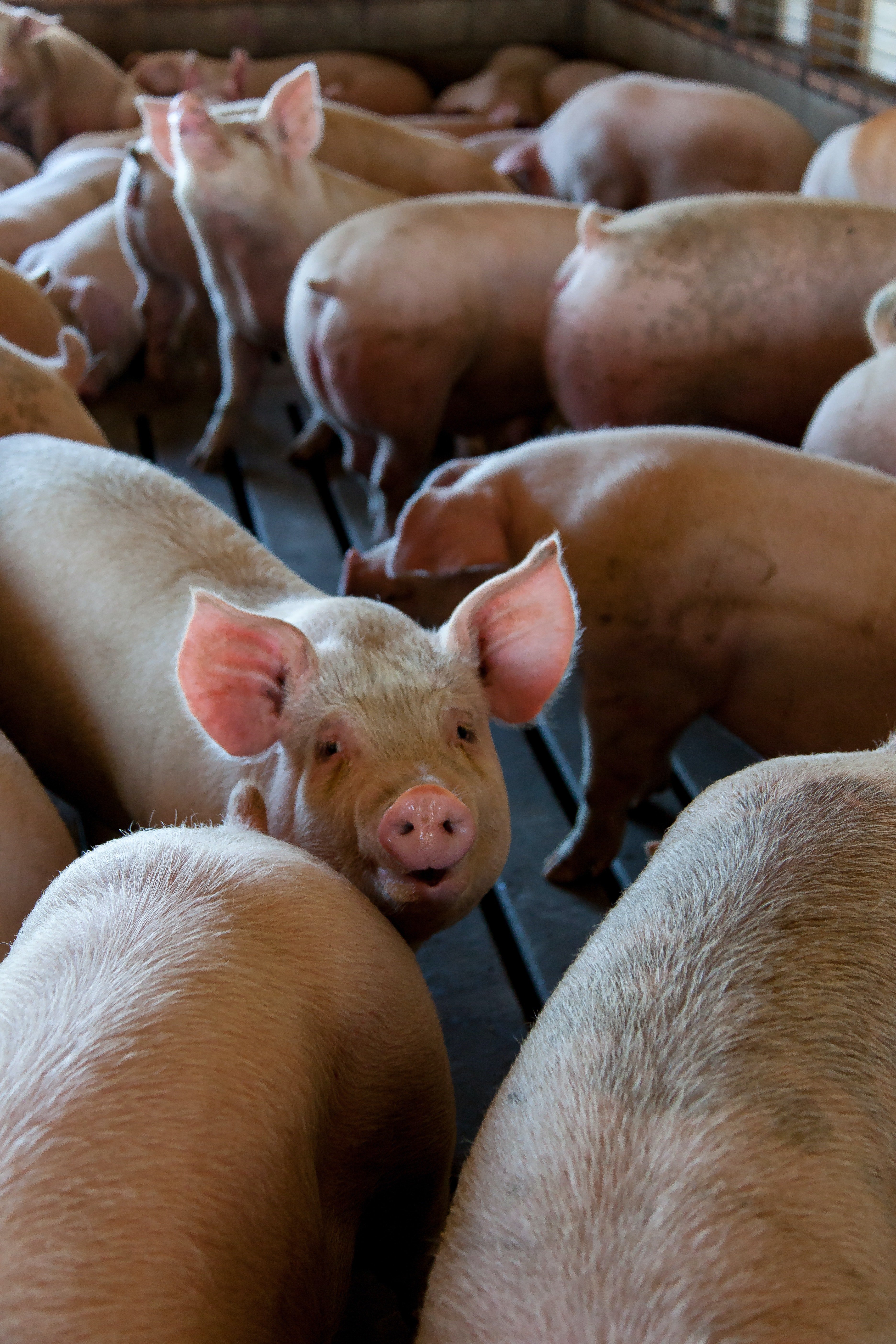 The farmer had an unusual way of feeding the pigs. | Photo: Pexels/Mark Stebnicki