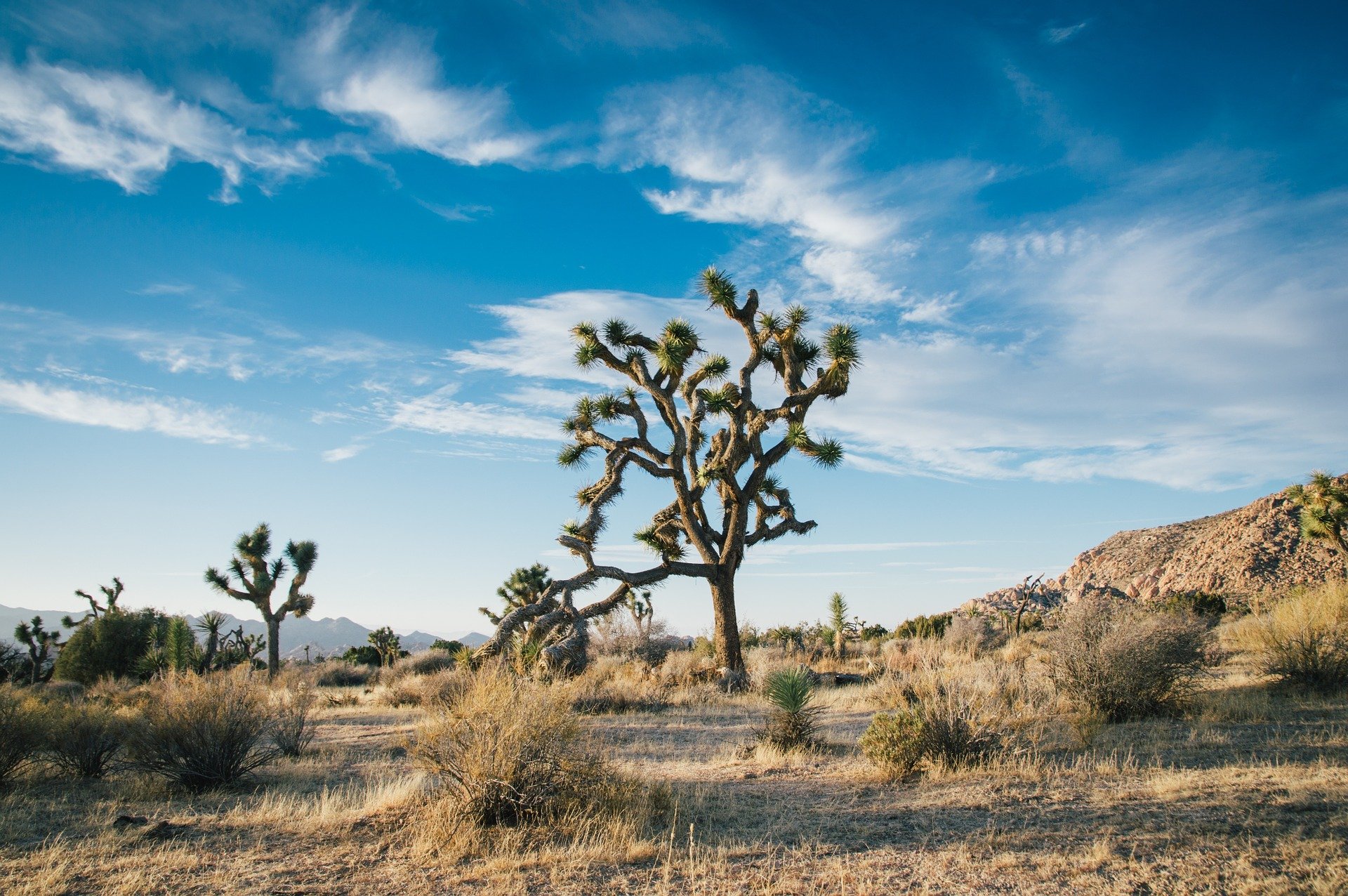 Photo of trees in a desert | Photo: Pixabay