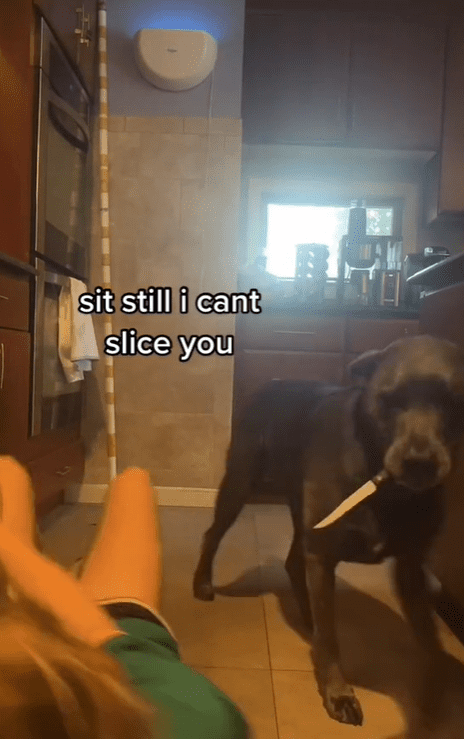 A dog standing next to its owner with a knife as she lies on the floor combined with humorous overlay text that reads, “sit still i cant slice you.” | Source: tiktok.com/@ thedeeckendogs