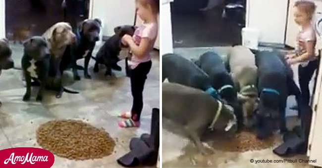 Video of 4-year-old feeding pit bulls sparks controversy among public