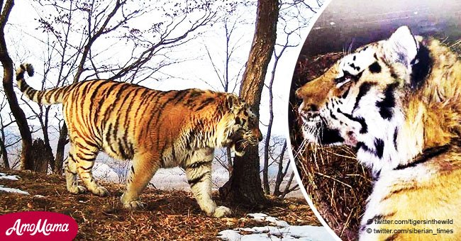 Un tigre très rare trouve des humains pour leur demander de l'aide après avoir été blessé