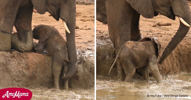 Mother elephant struggles to rescue calf from watering hole (video)