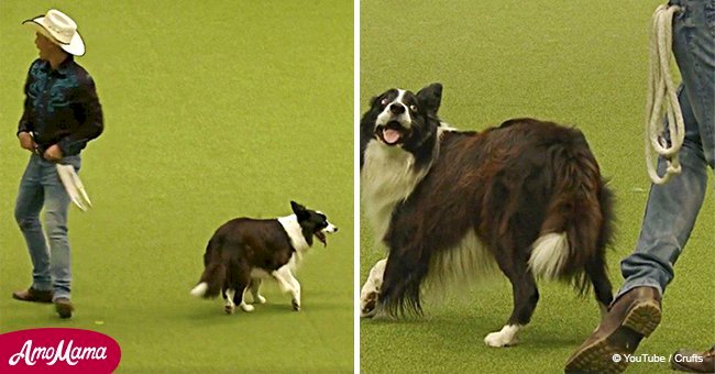 Dog charms audience with absolutely incredible dance routine with his beloved human