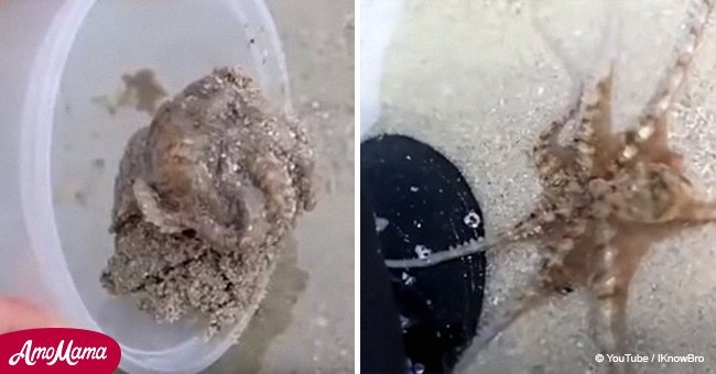 Octopus gives thanks to man that rescued him