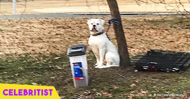 Dog found tied to a tree in the cold with a note from his owner