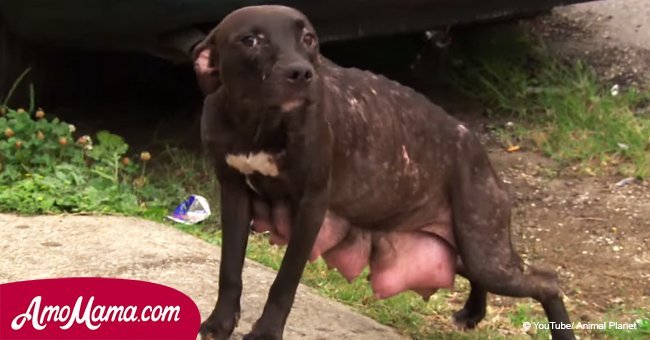 Rescuers noticed exhausted dog and took her pups. They didn't expect such a reaction from the dog