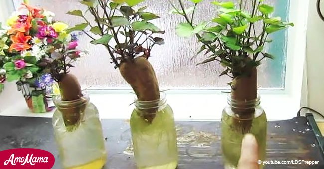 20 plants you can easily regrow at home