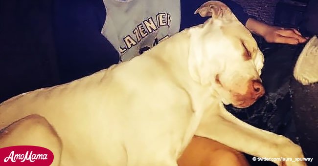 Pitbull bit 9-year-old boy and was sentenced to euthanasia, but then it became a true hero