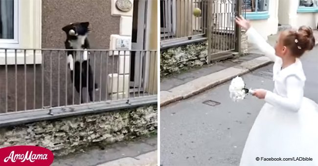 Sweet dog encourages everyone who walks past to play catch with him