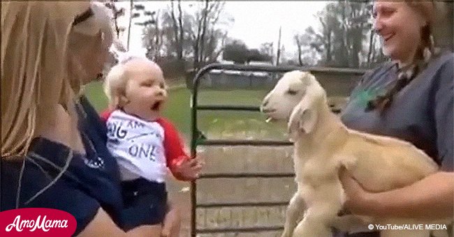 Video of a tiny girl and a little goat screaming at each other goes viral