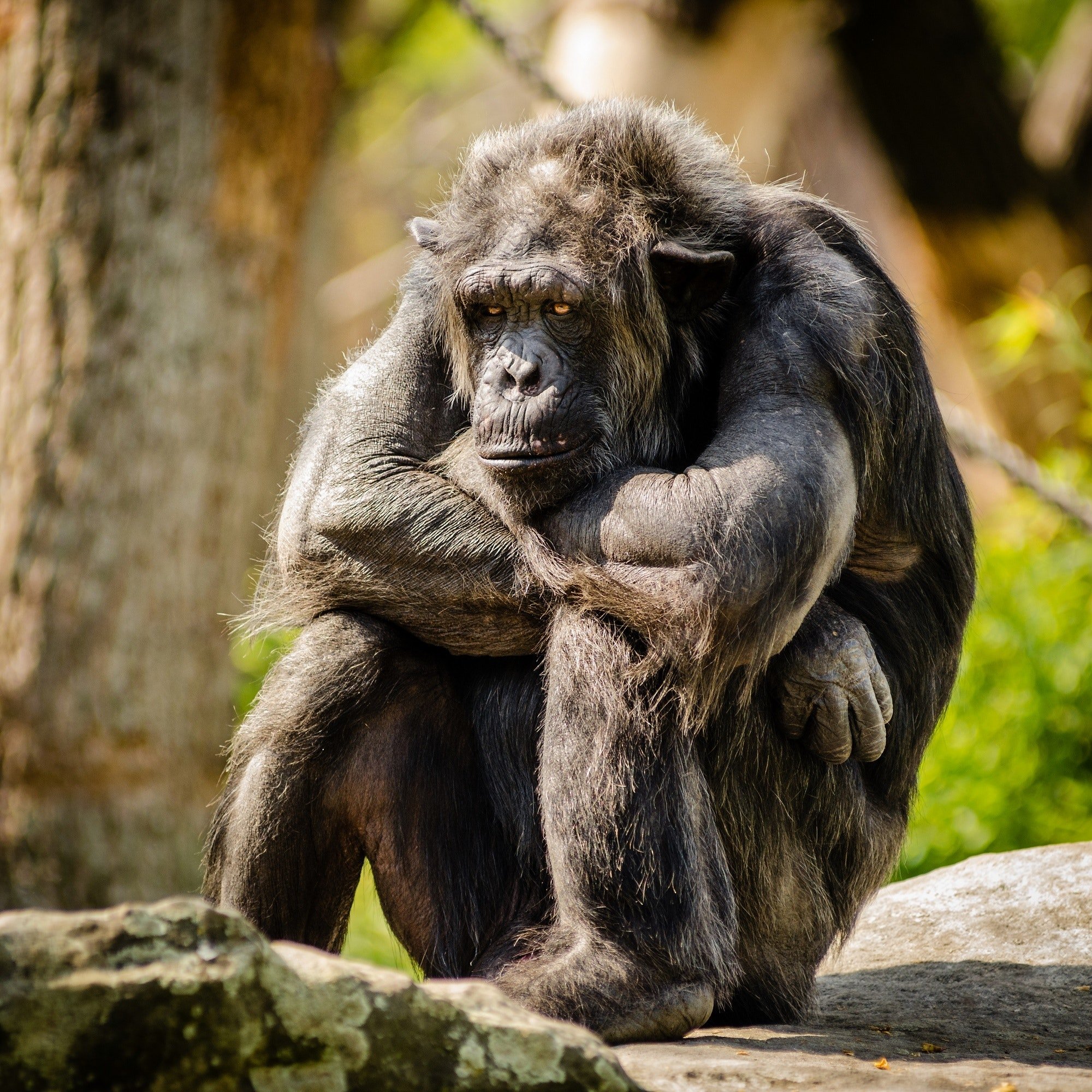 A chimpanzee sitting in its habitat. | Photo: Pexels