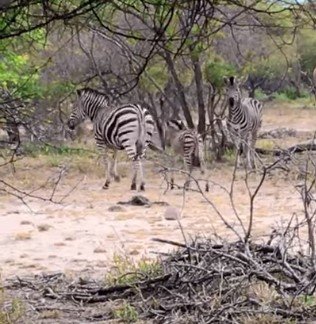 Das Zebra Baby wurde wieder mit seinen Eltern vereint. I Quelle: youtube.com/Robert Yoshioka