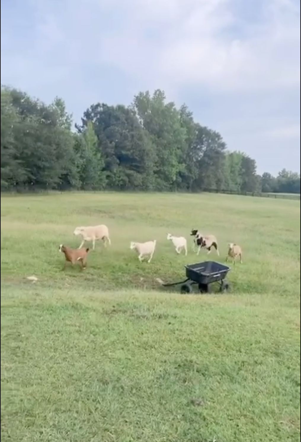 A view of Millie Bobby Brown Bongiovi's farm from a post dated August 16, 2024. | Source: Instagram/milliebobbybrown