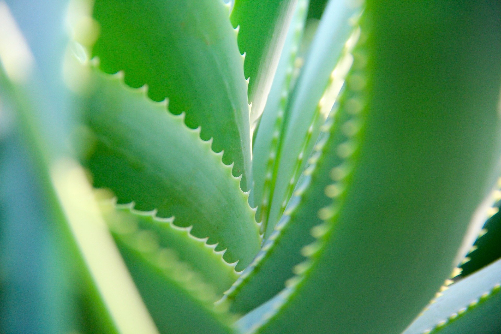 Un plant d'Aloe vera | Photo : Pixabay.