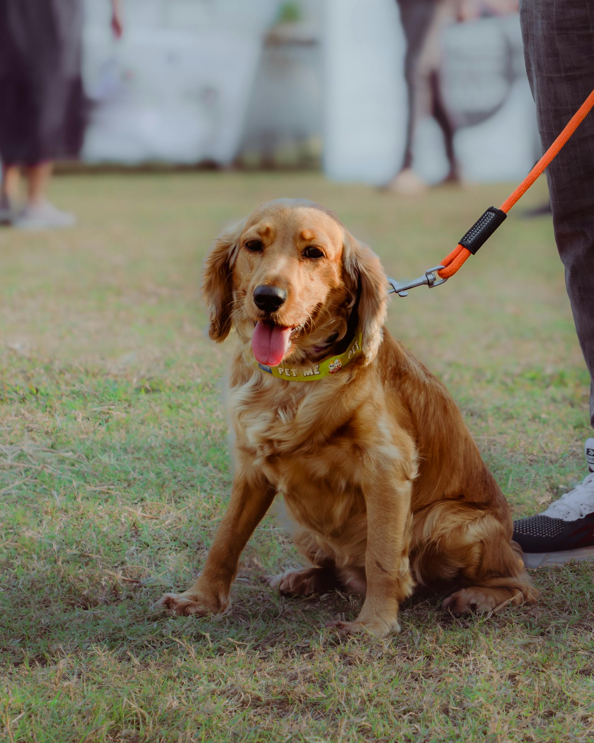 A golden retriever | Source: Pexels