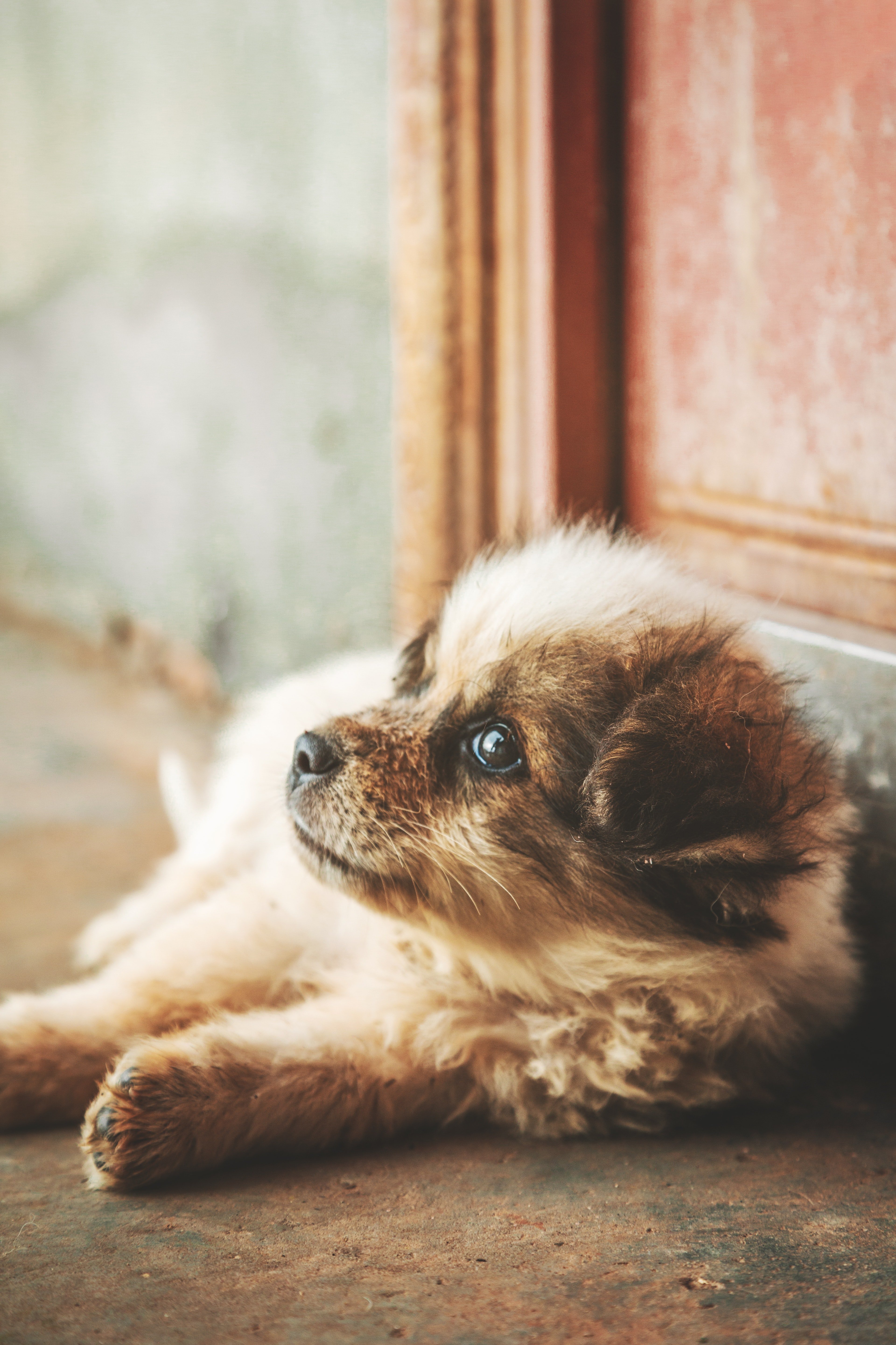 Adorable cachorro. | Foto: Pexels