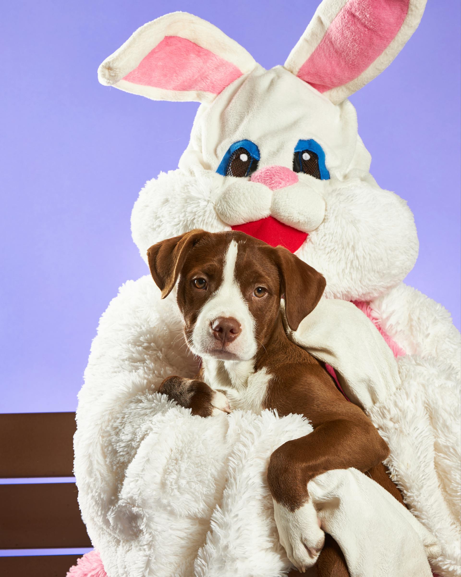A person in a bunny costume holding a dog | Source: Pexels