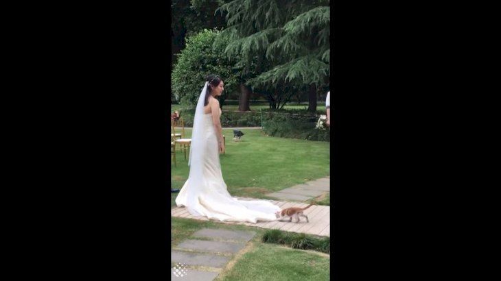 Wedding cat