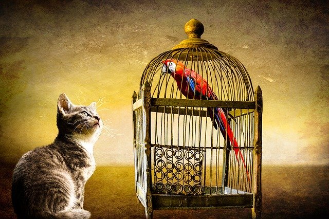 Cat and parrot look at each other | Photo: Pixabay