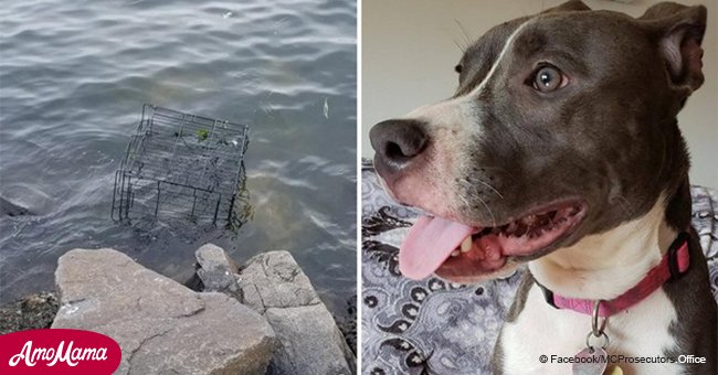 1-year-old dog abandoned in cage and left to drown on beach