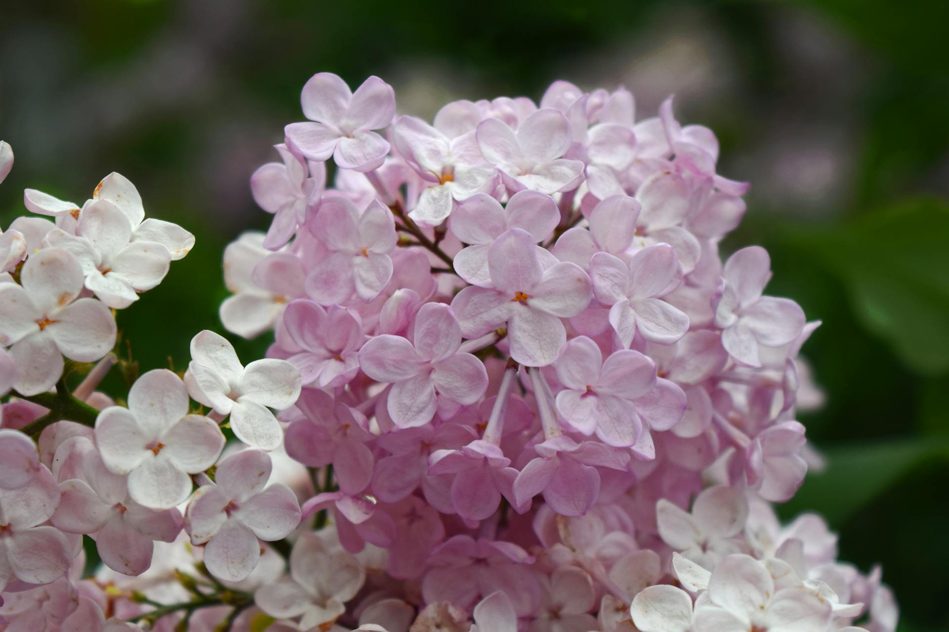 Lilacs | Source: Pexels